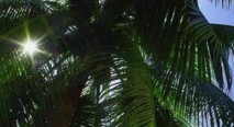Palmy w tropikach