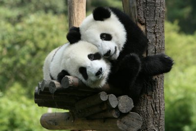 Dyplomatyczne pandy