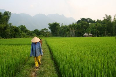 Pola ryżowe w Wietnamie